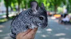 Cum să afli vârsta de chinchilla, diferența este tineri de la vârstnici